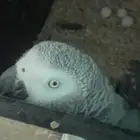 جوز كاسكو كونغو أليف و منتج