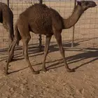 حشوان قعدان 4قصب لبانيات اثنين اعمارها 6شهور واثنين 4 شهور