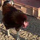 ديك