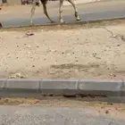 فحل باتلي