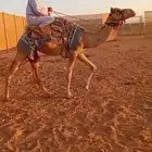 قعود جذع وركبي