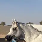 حصان واهو مكس