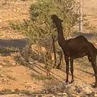 بكره كفوو
