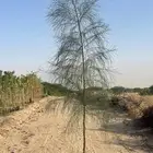 مشاتل جملة -جدة