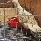 بطه منتج