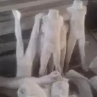 استاندات للبيع ومونيكانات