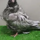 كشكي