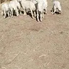 10 حبص تربيه