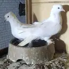 جوز ايراني ابيض صك