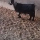 عنز حائل زبيحه طيبه وسمينه
