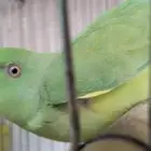 درة هندي انثي