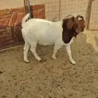 تيس بورقت فحل