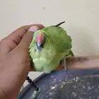 ببغاء الدره بكستاني