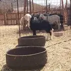 رخل نجديه صنف