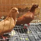 حمام بكستاني و قطيفي للبيع