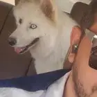 ذكر هاسكي سموايد للتزاوج
