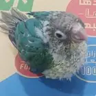كنيور يلو سايد ( تركواز ) عمره 40 يوم تقريبا