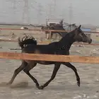 مهرة واهو بيور للبيع