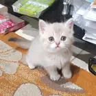 كيتن اسكوتش