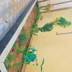 فني شلالات نوافير جلسات طولات احواض زراعية نقش جدران تصميم