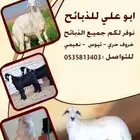 ذبائح