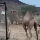 قعود للبيع
