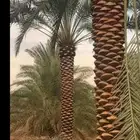 اعمال نخيل