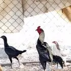 تم البيع