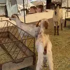 2 معزا دفيع وتيس فحل صنف بيشيات