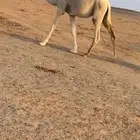 قعود رماني للبيع عمره سنة و8 شهور