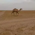 قعود تمامي