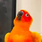 ببغاء صن كنيور وليف