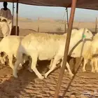 غنم حريات دفيع