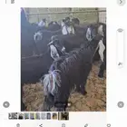 تيوس جذعان للبيع