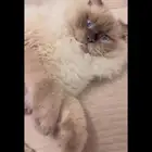 قط رغدول هملايا للتبني