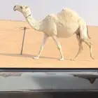 لقحات وضح ملاقي