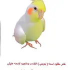 طير كروان مفقود