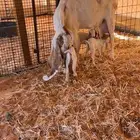 عنزا متبع ب ثلاثه