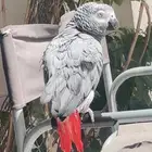 ببغاء كاسكو أليف متكلم