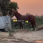 حصان للبيع