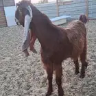 فحل جذع مشروك