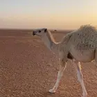 للبيع قعود قصب طيبه