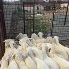 بهم تربيه
