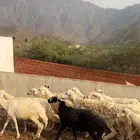 ضان مقاني