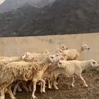 ضان حريات