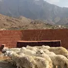 ضان حريات مراح واحد