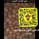 بذور الصندل الابيض وعقل الصندل الأحمر