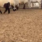 فحل نعيمي مشروط