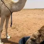 مطلوب ابل جمله معه معدات