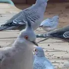 خلخليت